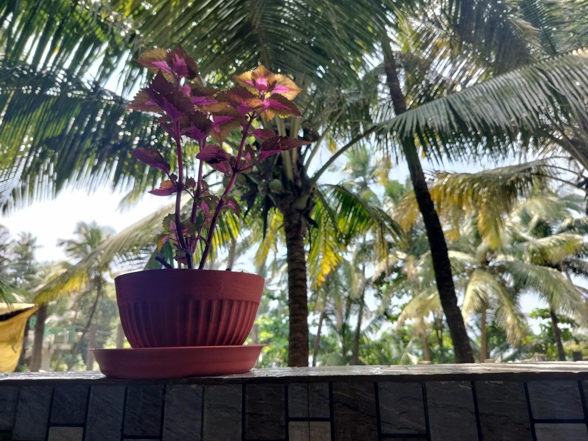 Kumbaya Beachside Hostel & Apartments At Arambol Beach Esterno foto